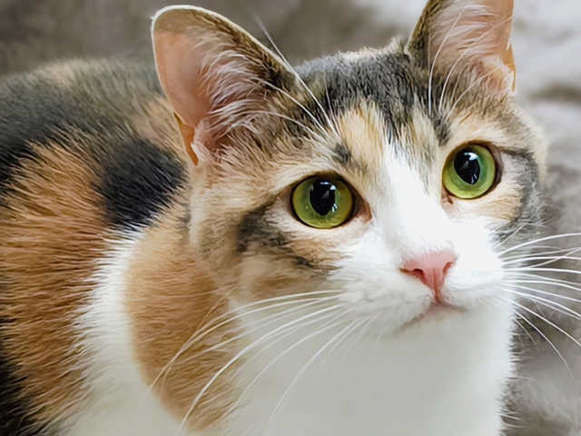 世界猫の日とは？由来・楽しみ方・SNSでの盛り上げ方