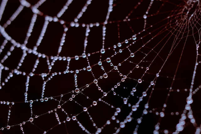 蜘蛛ですが、なにか？異色の転生ファンタジーの魅力を語る【ネタバレ含む】